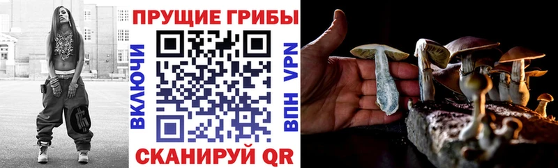 наркота  Тотьма  Псилоцибиновые грибы Psilocybe 